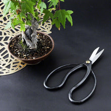 Load image into Gallery viewer, Traditional Scissors presented on Black background wnext to small bonsai