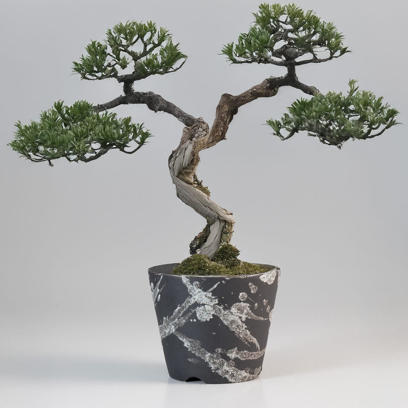 Bonsai tree in a pot with a gray background