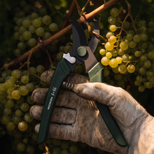 Load image into Gallery viewer, Hand wearing a glove holding a pair of green pruning shears amidst clusters of green grapes.
