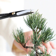 Laden Sie das Bild in den Galerie-Viewer, Bonsai Trimming and Care Kit [ Twig Bonsai Scissors + Sap Rust Eraser Set ] - Wazakura Japan
