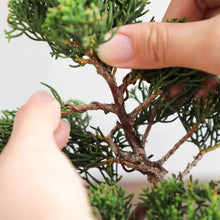 Load image into Gallery viewer, Annealed Copper Bonsai Training Wire 300g, 1.2mm - 2.0mm - Wazakura Japan
