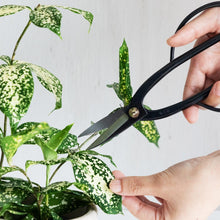 Load image into Gallery viewer, 2PCS Japanese Bonsai Essential Tool Set [ Ashinaga Long Scissors + Concave Cutter ] - Wazakura Japan
