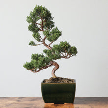 Load image into Gallery viewer, [ Tokoname Series ] Rectangular Olive Green Glazed Bonsai Pot 5.3"(135 mm) - Wazakura Japan
