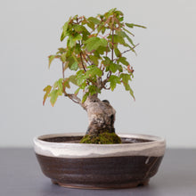 Load image into Gallery viewer, [ Shigaraki Series ] White Stripe Glazed Bonsai Pot 6.6" (170 mm) - Wazakura Japan
