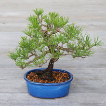 Load image into Gallery viewer, [ Banko Series ] 2PCS Oval Bonsai Pots - Namako Blue - Wazakura Japan
