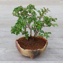Laden Sie das Bild in den Galerie-Viewer, [ Banko Series ] Rustic Crescent Bonsai Pot 4.7" (120mm) - Sand Green - Wazakura Japan
