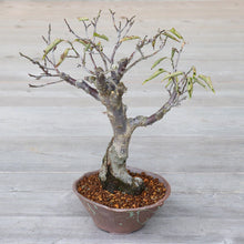 Load image into Gallery viewer, [ Tokoname Series ] Rustic Tatara Bonsai Pot 6.3"(160 mm) - Wazakura Japan
