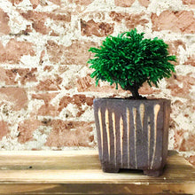 Laden Sie das Bild in den Galerie-Viewer, [ Tokoname Series ] Striped Square Bonsai Pot 4.1"(105mm) - Wazakura Japan
