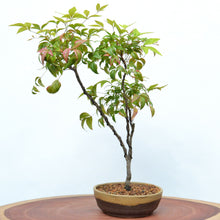 Load image into Gallery viewer, [ Shigaraki Series ] Sand Brown Stripe Glazed Bonsai Pot 6.6" (170 mm) - Wazakura Japan
