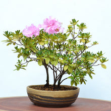 Laden Sie das Bild in den Galerie-Viewer, [ Shigaraki Series ] Sand Brown Stripe Glazed Bonsai Pot 8.2" (210 mm) - Wazakura Japan
