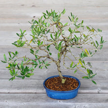 Load image into Gallery viewer, [ Banko Series ] 2PCS Oval Bonsai Pots - Namako Blue - Wazakura Japan
