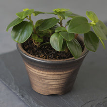 Load image into Gallery viewer, [ Banko Series ] Small Rounded Bonsai Pot 4.3" (110mm)– Golden Brown - Wazakura Japan
