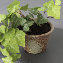 Load image into Gallery viewer, [ Banko Series ] Small Rounded Bonsai Pot 4.3" (110mm)– Brown &amp; White Gold - Wazakura Japan
