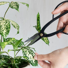 Laden Sie das Bild in den Galerie-Viewer, Hand holding Ashinaga Scissors about to cut a plant's leaf
